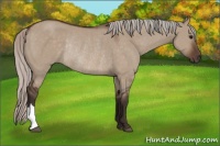 Horse Color:Silver Brown Dun Rabicano