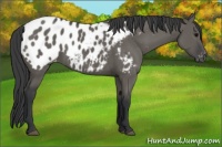 Horse Color:Grullo Appaloosa 