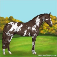 Horse Color:White Spotted Liver Chestnut 