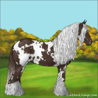 Horse Color:White Spotted Liver Chestnut 
