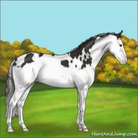 Horse Color:White Spotted Liver Chestnut Splash 