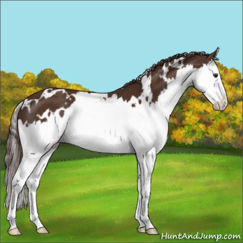 Horse Color:White Spotted Liver Chestnut Splash 