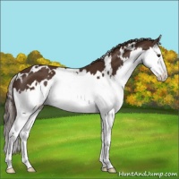 Horse Color:White Spotted Liver Chestnut Splash 
