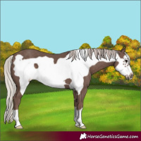 Horse Color:Silver Black Frame 