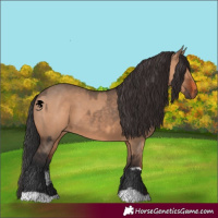 Horse Color:Brown Dun  and Bay Dun 
