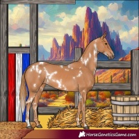 Horse Color:White Spotted Chestnut 