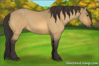 Horse Color:Buckskin Dun 