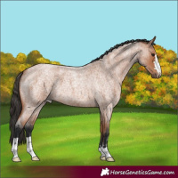Horse Color:Bay Roan 