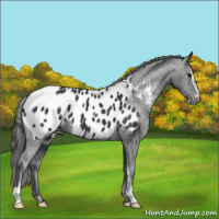 Horse Color:Black Sabino Appaloosa 