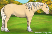 Horse Color:Gold Cream Champagne