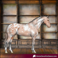 Horse Color:White Spotted Bay Appaloosa 