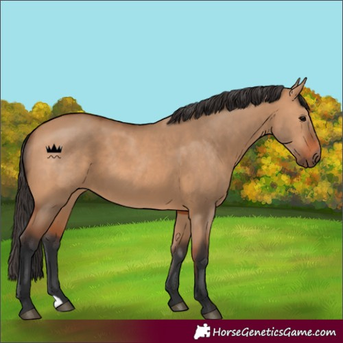 Horse Color:Bay Dun 