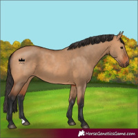 Horse Color:Bay Dun 