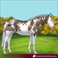 Horse Color:White Spotted Silver Black Splash 