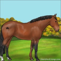 Horse Color:Bay 
