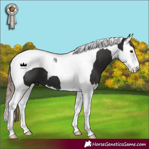 Horse Color:Liver Chestnut Splash Tobiano