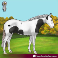 Horse Color:Liver Chestnut Splash Tobiano