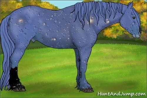 Horse Color:ERROR: UNKNOWN ANOMALY