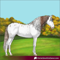 Horse Color:Red Dun Splash Frame Appaloosa 