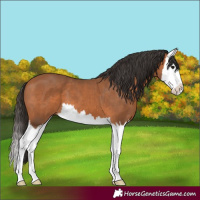 Horse Color:Bay Splash 