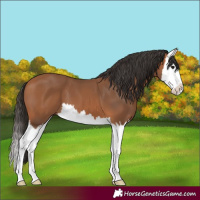 Horse Color:Bay Splash