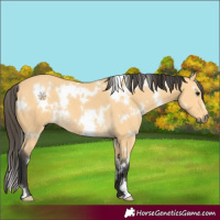 Horse Color:White Spotted Buckskin