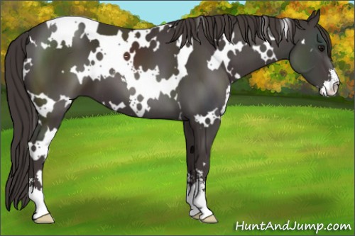 Horse Color:White Spotted Smoky Black Sabino
