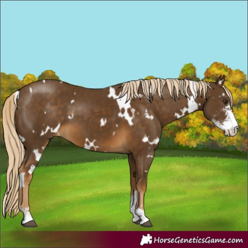 Horse Color:White Spotted Chocolate Palomino Sabino 
