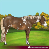 Horse Color:White Spotted Chocolate Palomino Sabino 