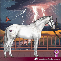 Horse Color:Brown Dun Mushroom Tobiano Appaloosa and Buckskin Dun Mushroom Splash Tobiano Appaloosa