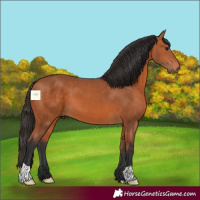 Horse Color:Bay 