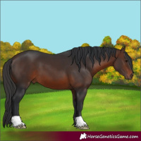 Horse Color:Brown 