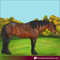 Horse Color:Brown Dun and Brown