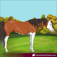 Horse Color:Bay Splash 