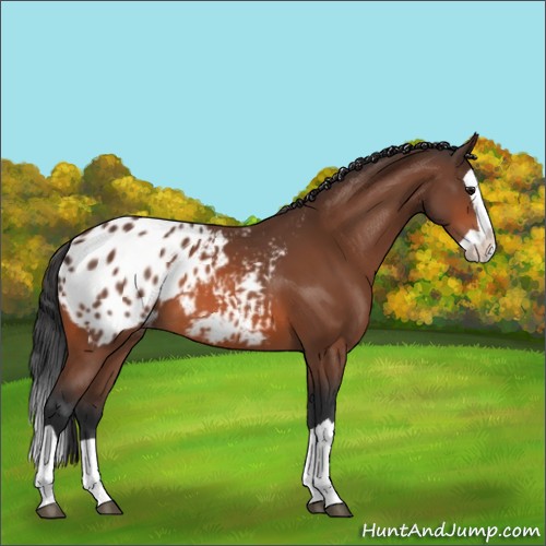 Horse Color:Bay Splash Appaloosa