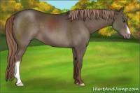 Horse Color:Liver Chestnut 