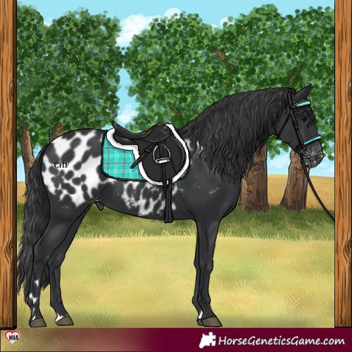 Horse Color:Black Appaloosa 