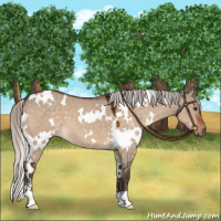 Horse Color:White Spotted Silver Brown Dun Sabino 