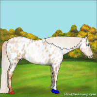 Horse Color:Gray Silver Amber Cream Champagne Pearl Appaloosa 