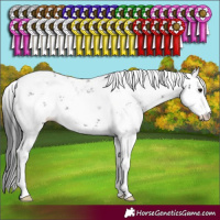 Horse Color:Black Sabino 