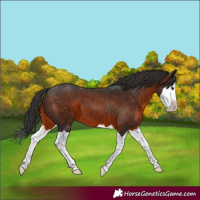 Horse Color:Brown Splash