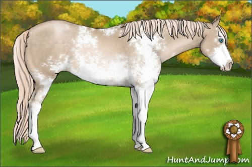 Horse Color:Chocolate Palomino Pearl Sabino Rabicano