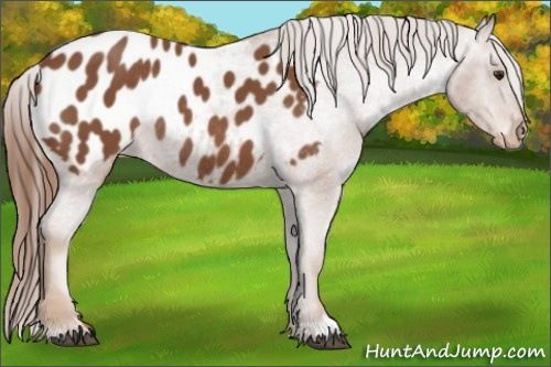 Horse Color:Chestnut Blanket Rabicano