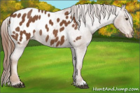 Horse Color:Chestnut Blanket Rabicano