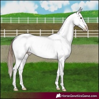 Horse Color:White Spotted Chestnut Appaloosa 