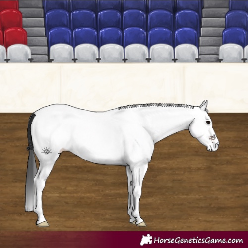 Horse Color:White Spotted Brown 