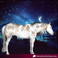 Horse Color:White Spotted Bay Dun Splash 