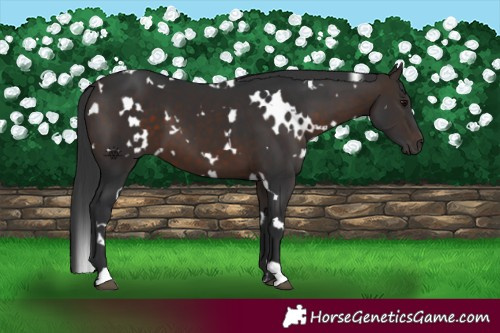 Horse Color:White Spotted Brown 