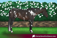 Horse Color:White Spotted Brown 
