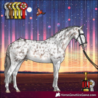 Horse Color:Brown Splash Appaloosa